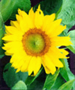 Girasol copia.gif